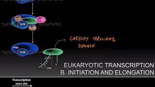 Eukaryotic Transcription [upl. by Hadley]