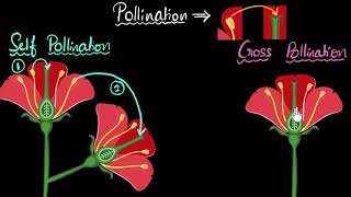 Pollination self amp cross  How do organisms reproduce  Biology  Khan Academy [upl. by Iahk]