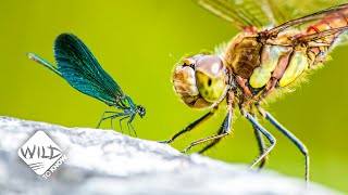 How Damselflies Stand Up Against Dragonflies  Wild to Know [upl. by Rosy329]