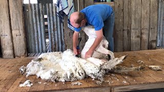 Sheep Shearing at Mudgee [upl. by Lever]