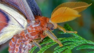 Attacus atlas moth development  Atlasspinner Motte Entwicklung  FHD [upl. by Corenda]