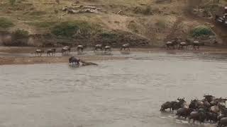 Wildebeest fight for survival against the Nile crocodiles [upl. by Dareen]