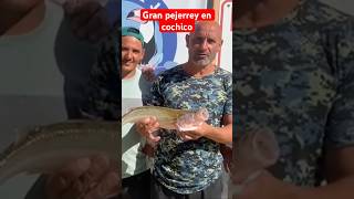 GRAN PEJERREY EN COCHICO fishing fish argentina fishingvideo amigos pesca pescaria pescador [upl. by Snebur978]