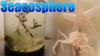 Huge Natural Saltwater Ecosphere  Starfish crabs and a lot more [upl. by Folly967]