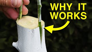 Easy Way to Graft a New Variety to a Fruit Tree [upl. by Nosreh]