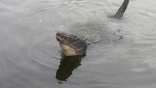 Bull Alligators bellowing at Gatorland in Orlando Florida [upl. by Karine323]