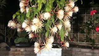 Epiphyllum oxypetalum Queen of the Night  月下美人） Super Bloom Time Lapse [upl. by Alfreda]