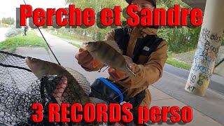 Une session incroyable 🧨💥 ❗ Nouveaux RECORDS 🦈perso  streetfishing [upl. by Eric]