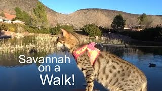 Taking our F3 Savannah Cat on a walk to the park [upl. by Willis]