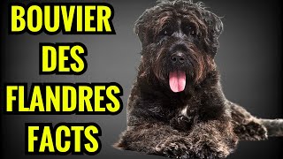 Bouviers des Flandres Facts  Top 13 Facts You Must Know [upl. by Reiss]