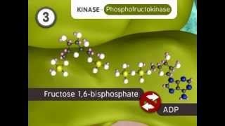 Glycolysis The Reactions [upl. by Balac]