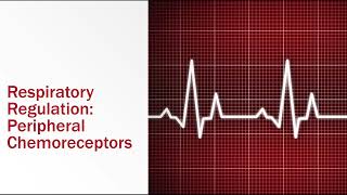 Regulation of Respiration Peripheral Chemoreceptors [upl. by Lamrert43]