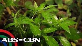 Salamat Dok Health benefits of Serpentina  Cure Mula sa Nature [upl. by Kotick]