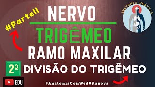 Nervo Trigêmeo RAMO MAXILAR❗ Quais São❗❓ Descubra Aqui Anatomia Prática [upl. by Adne282]