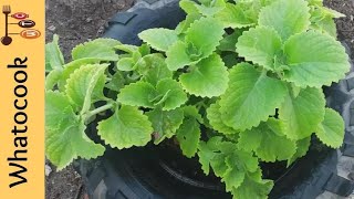 My Big Leaf Thyme Herb Plant  Broad Leaf Thyme  Cuban Oregano  Podena  Spanish Thyme [upl. by Prichard]