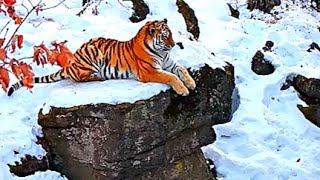 Amur Tiger The Worlds Most Majestic Predator [upl. by Betty]