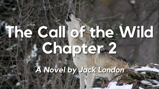 The Call of the Wild Chapter 2 by Jack London English Audiobook with Text on Screen Classic Novel [upl. by Mauchi]