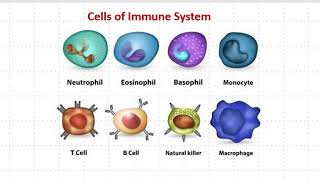 Basics in Immunology [upl. by Kauffman389]