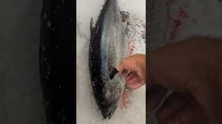 The difference between Yellowfin Tuna and Bluefin Tuna [upl. by Anasus]