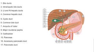 Cholestasis in children [upl. by Nitfa]