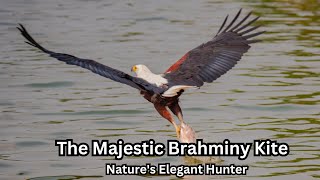 BrahminyKiteBirdsofPreyWildlifeDocumentaryNatureLoversBirdBehaviorRaptors [upl. by Wyatan]