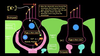 The Vestibular System [upl. by Ida]