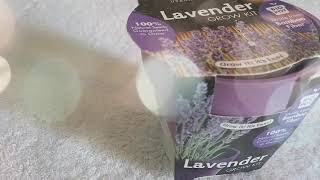 Lavender Grow Kit [upl. by Little970]