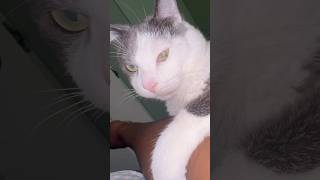 Early morn cuddle cat cats pet cuddle cute love meow catshorts catlover family catvideos [upl. by Bussy]