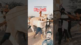 Big bull 🔥🔥 best bullock jodi oxrace shorts youtubeshorts [upl. by Erlene951]