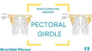 Brachial Plexus [upl. by Ecyoj]