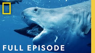 Maui Shark Mystery Full Episode  SPECIAL [upl. by Ayit318]