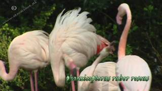 Greater Flamingo  phoenicopterus ruber roseus [upl. by Oliana]