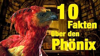 10 FAKTEN über den PHÖNIX 🔥 [upl. by Aneelak]