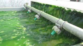 I love you Green Natural Power of Algae [upl. by Audres]