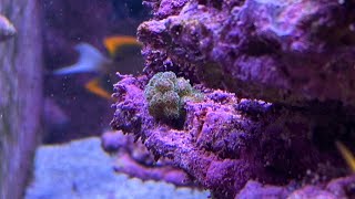 Experience Pocillopora  The Demon Spawn Of Reef Tanks [upl. by Vlad]