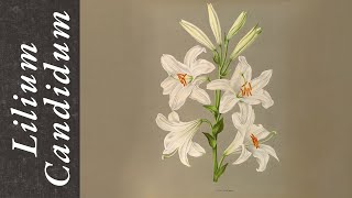 Lilium Candidum [upl. by Seve476]