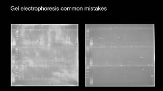 How to avoid contamination of the Gel Electrophoresis [upl. by Yurik]