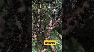 jabuticaba vidanaroca [upl. by Launame]