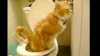 Crazy Cat Toilet Video MUST SEE [upl. by Belter]