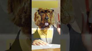 If Dogs Work in Office Cute Puns shorts funny dogs compilation cuteanimals memes jokes pets [upl. by Uttica]