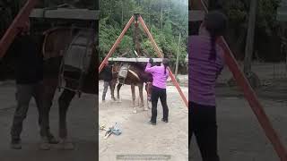 The process of transporting cement boards by mule [upl. by Sarge]