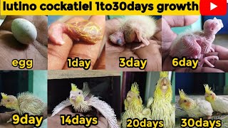 lutino cockatiel growth stageslutino cockatiel 1 to 30days [upl. by Stambaugh987]