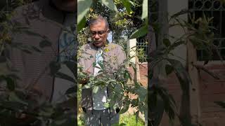 হারিয়ে যাওয়া অড়হড় ডাল pigeonpea Cajanuscajan legume Fabaceae অড়হড় ডাল botany lifescience [upl. by Nork]