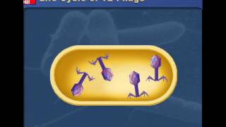 Lytic v Lysogenic Cycles of Bacteriophages [upl. by Sylvanus]