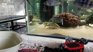 Rostratus cichlid breeding [upl. by Ermeena322]