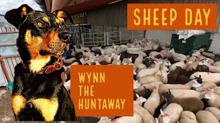 Sheep footbathing in the IAE handling system and it isn’t easy 😖 wynn the huntaway [upl. by Krishna]