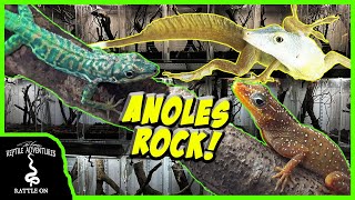 INCREDIBLE LIZARD REPTILE ROOM TOUR Herp Times anoles [upl. by Calmas228]