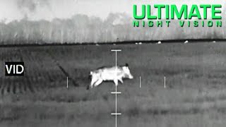 Thermal Scope Hog Hunt  250 pound Wild Hog kill with an ATN ThOR 320 35x [upl. by Ellak]