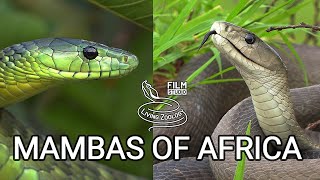 Black mamba and green mambas  the most feared venomous snakes of Africa but are they so deadly [upl. by Stormi840]