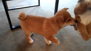 Shiba Inu Puppys first day home [upl. by Forrester]